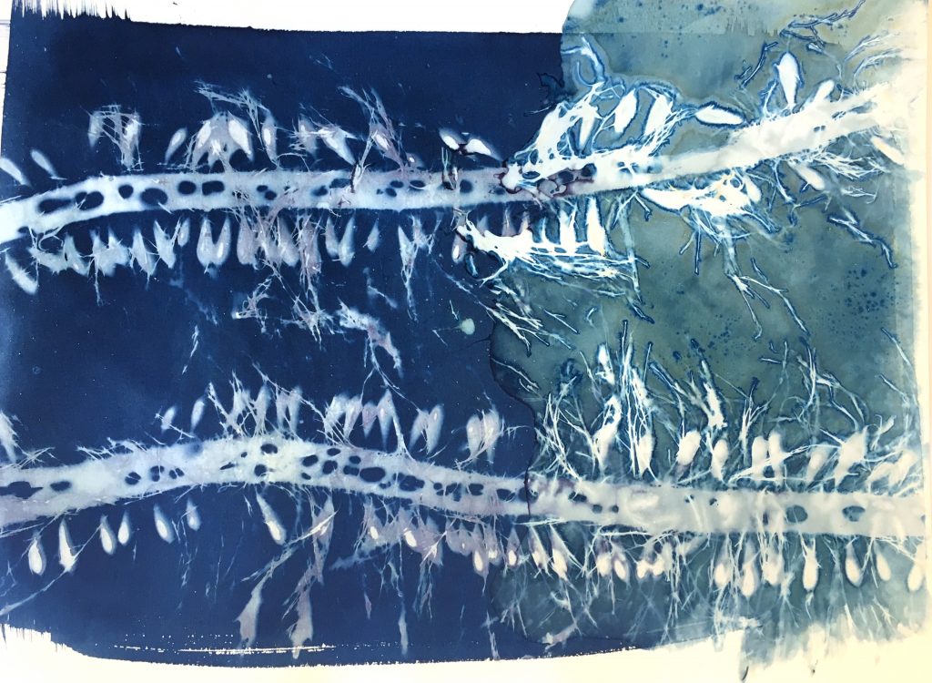 Blueprint Feather Boa Kelp